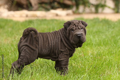 Konstfotografi chiot shar pei noir très plissé