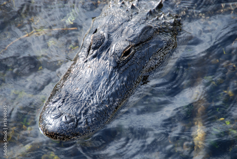 Obraz premium Sleeping Crocodile, Everglades, Florida