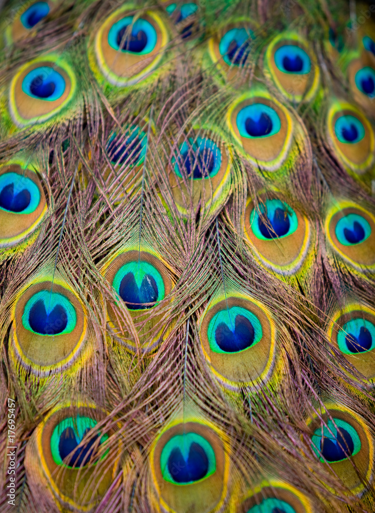 Fototapeta premium Peacock Feathers