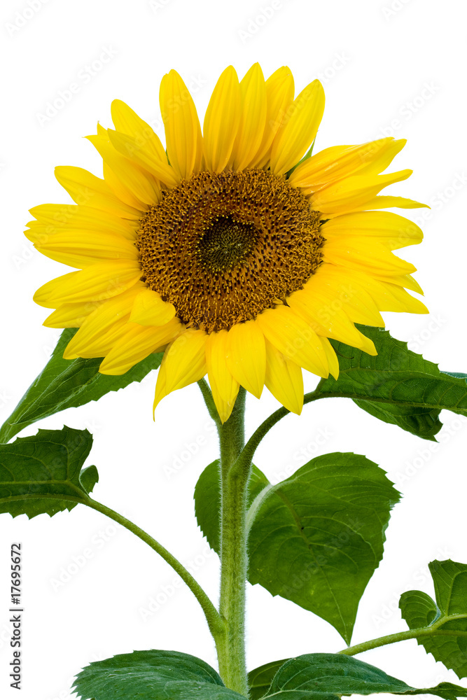 Fototapeta premium the stalk of a sunflower in full bloom