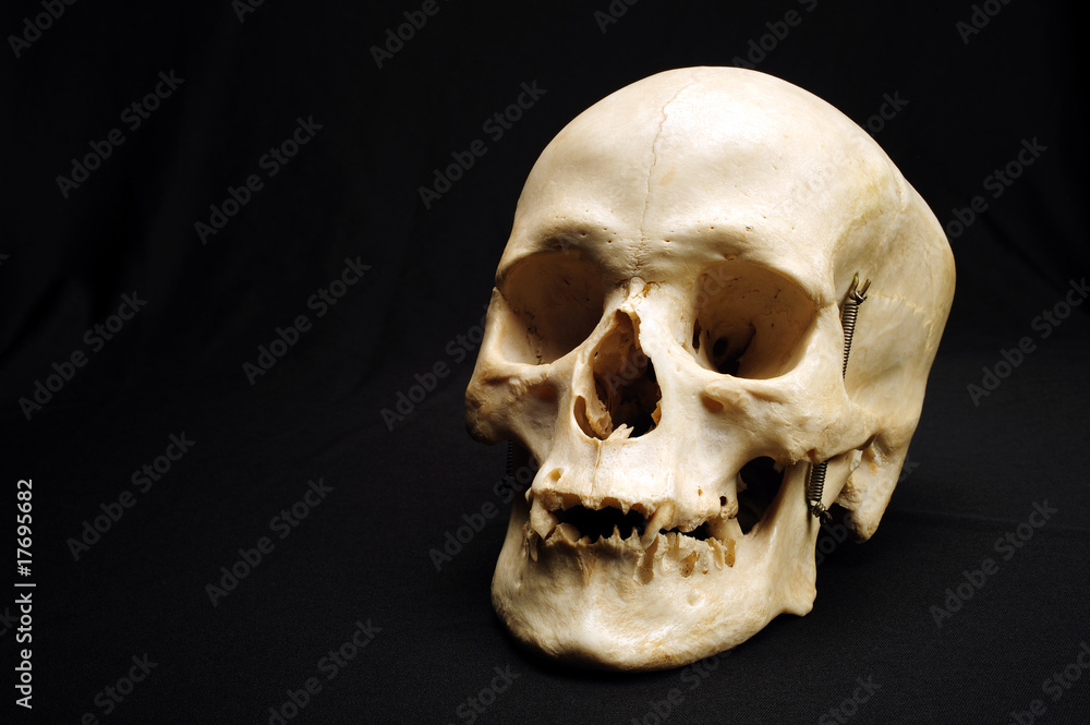 Obraz premium Schädel 8
