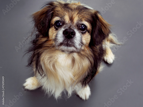Φωτογραφία Pekinese vor grau hochschauend