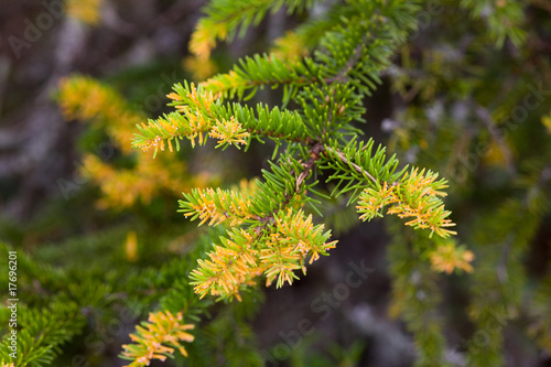 Green and yellow