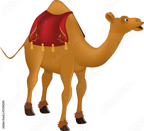 camel