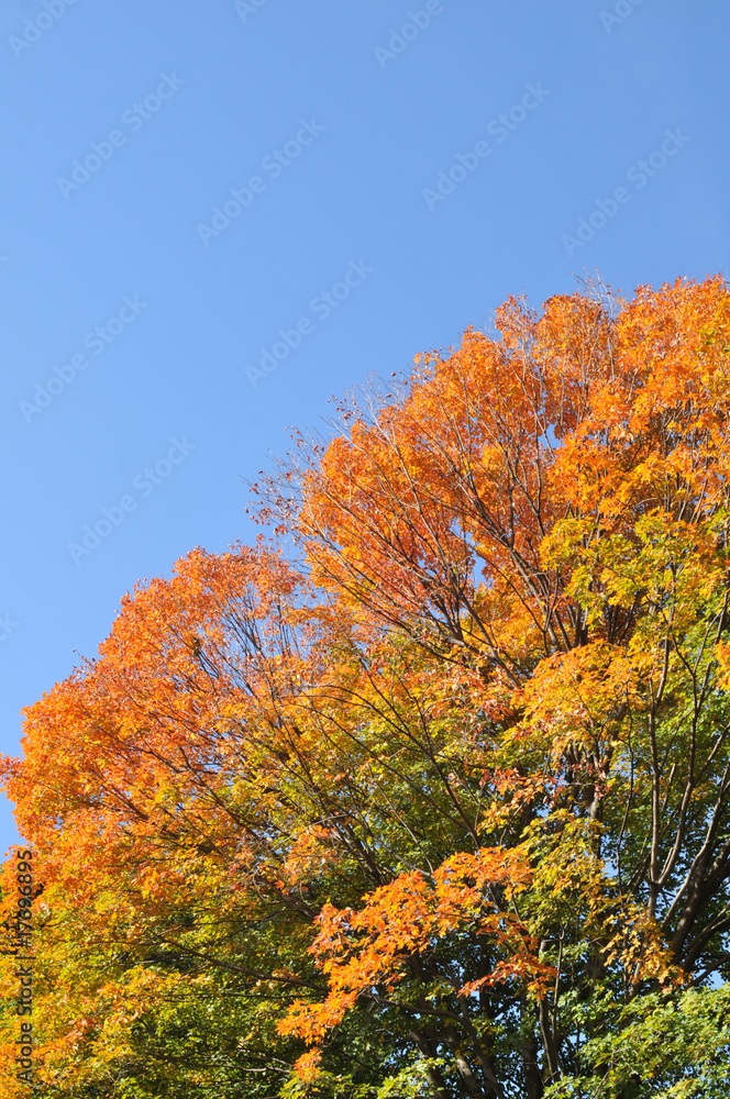 Fall leaves gradation.