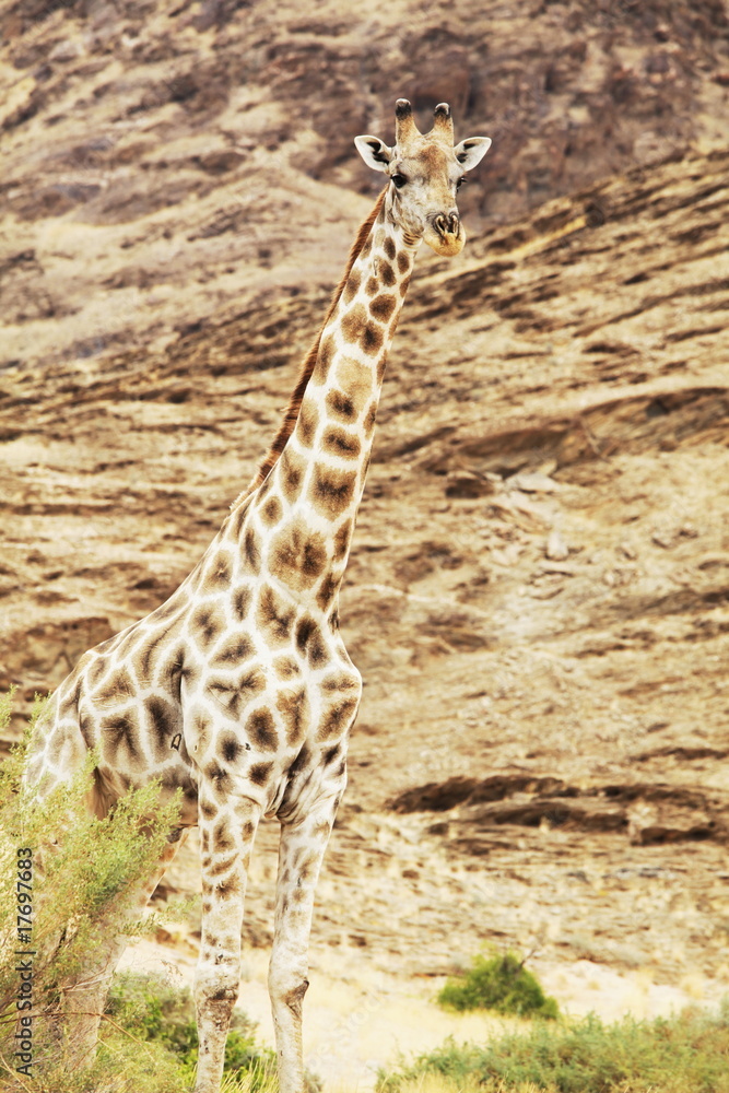 Obraz premium Giraffe