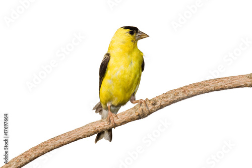 american goldfinch profiles his yellow plumage