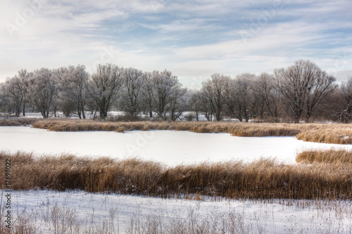 winter swamp with reeds