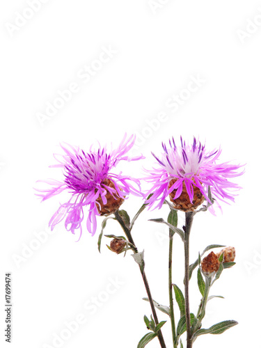 Cornflower against white