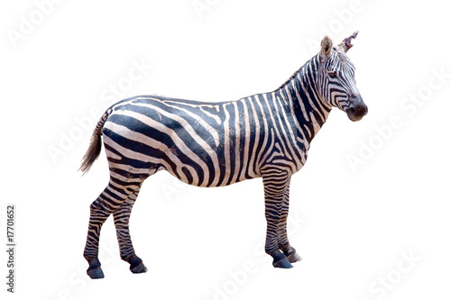 Fototapeta Naklejka Na Ścianę i Meble -  Zebra ferita ad un orecchio