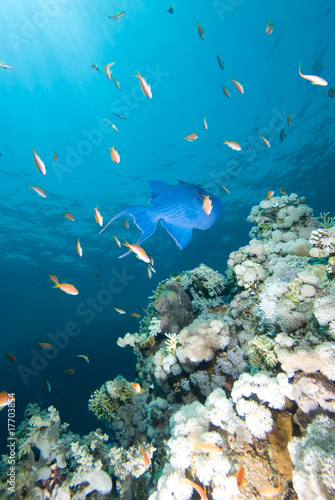 Fototapeta Naklejka Na Ścianę i Meble -  Blue triggerfish (Pseudobalistes fuscus)