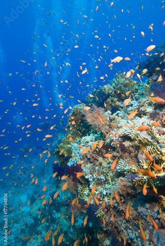 Colorful tropical reef, Red Sea, Egypt