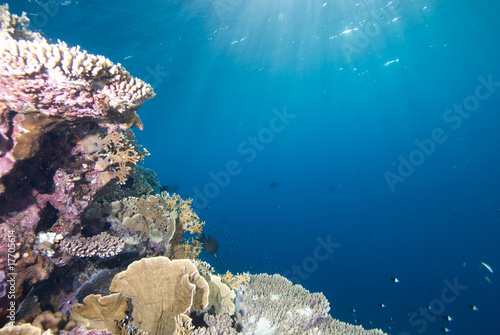 Tropical reefscape in shallow water.