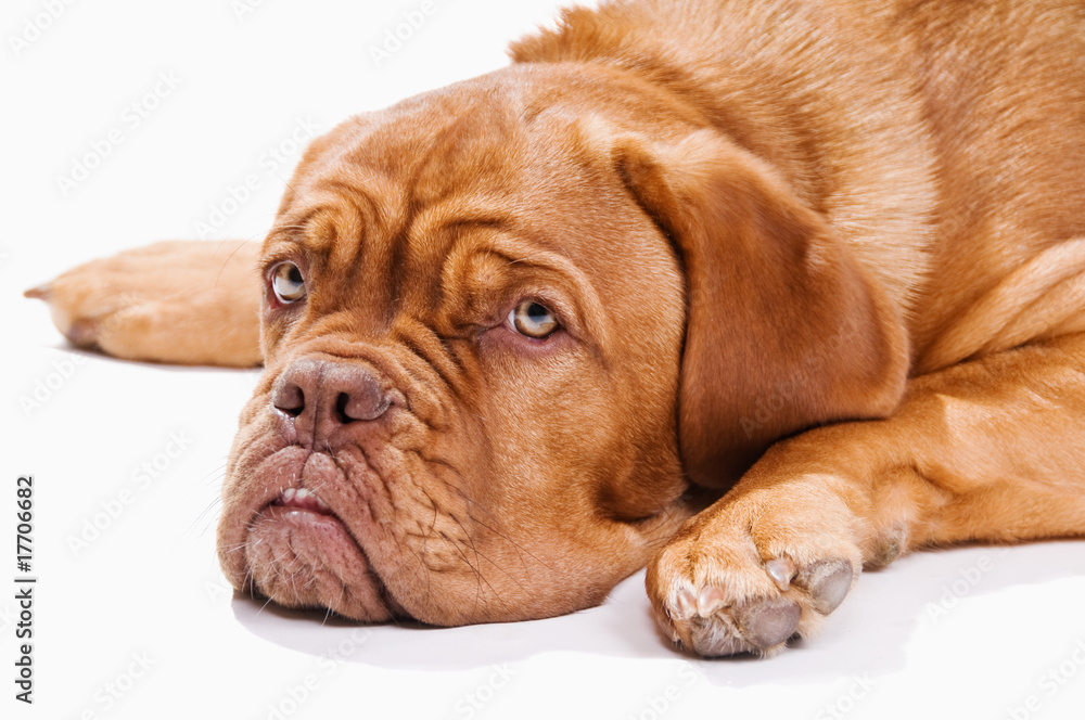 French Mastiff resting French Mastiff resting