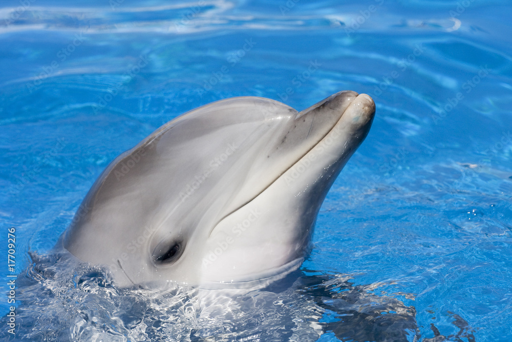 Naklejka premium dauphins