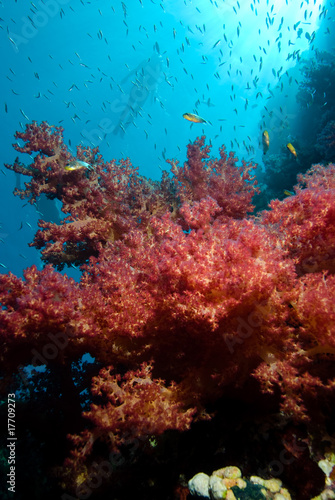 Fototapeta Naklejka Na Ścianę i Meble -  Colorful tropical reef scene with floral like soft corals