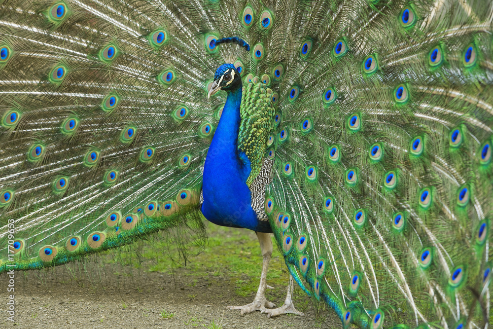 Obraz premium male peacock with tail feathers spread