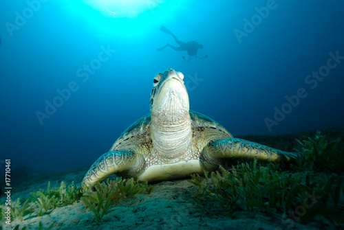 Green turtle (Chelonia mydas) resting on a seagrass bed © Mark Doherty