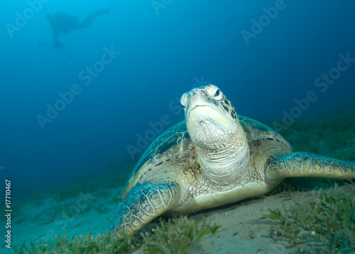 Green turtle (Chelonia mydas) resting on a seagrass bed.
