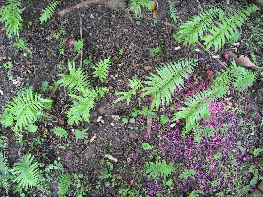 New born fern smiling to the new world on the ground New born fern smiling to the new world on the ground