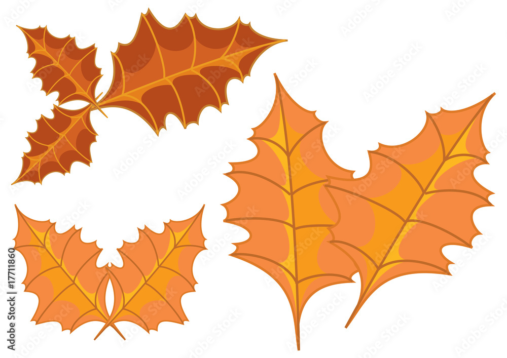 Herbstlich gefärbte Blätter Herbstlich gefärbte Blätter
