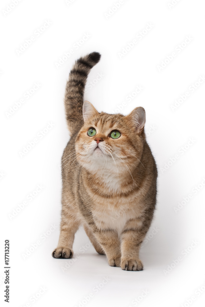 Obraz premium Cat looking up