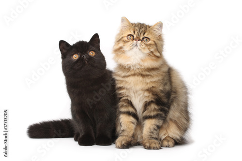 Persian cats