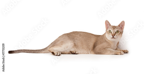Canvas Print Abyssinian cat