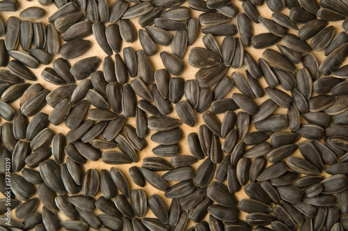 seeds © Maxim Loskutnikov
