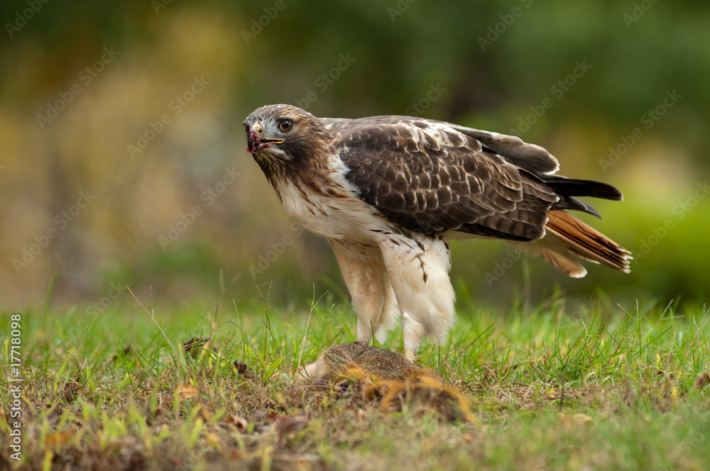 Fototapeta premium Red Tailed Hawk