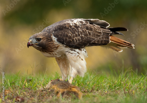 Photos Red Tailed Hawk