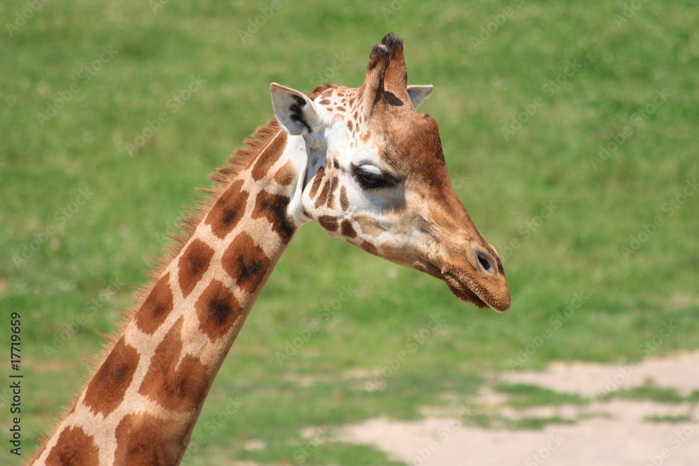 Obraz premium young giraffe