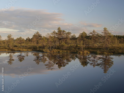 Hags in a marsh