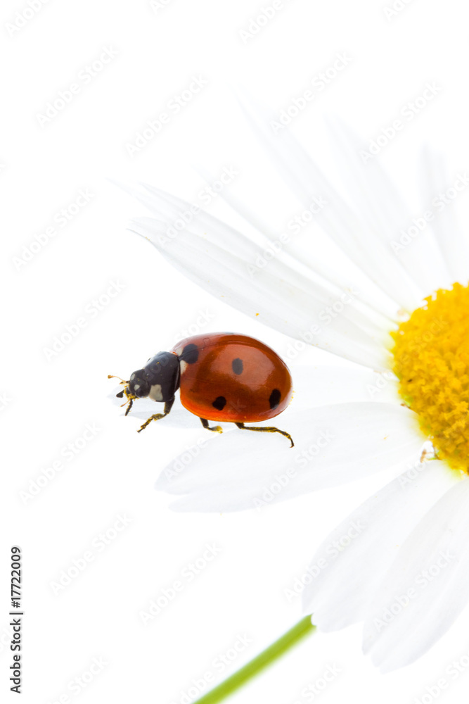 Naklejka premium Ladybug