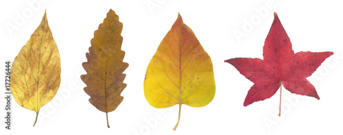 High resolution red yellow and brown autumn leaf