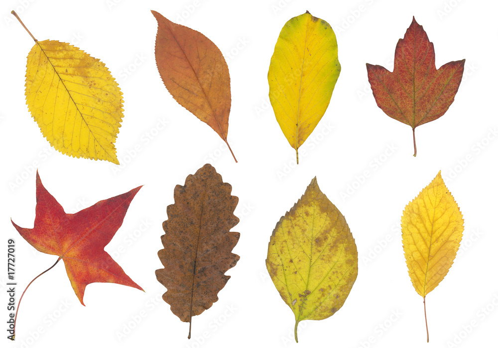 Fototapeta premium yellow, green and brown autumn leaf isolated on white