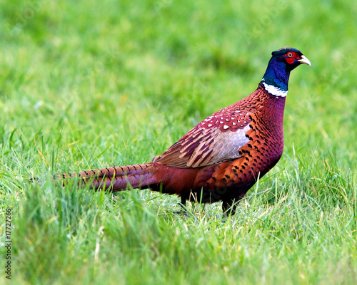 Pheasant Out for a Walk