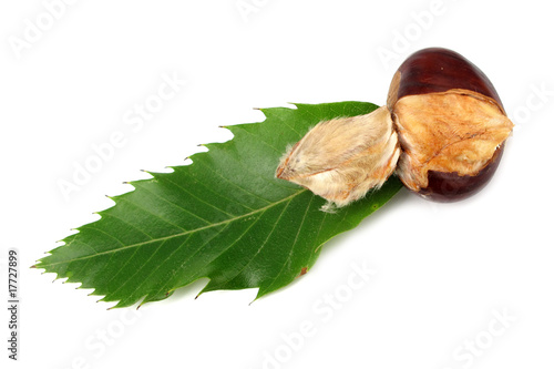 Chestnut with green leaf
