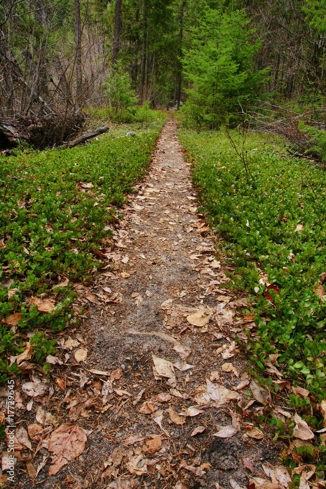 Straight forest path Straight forest path