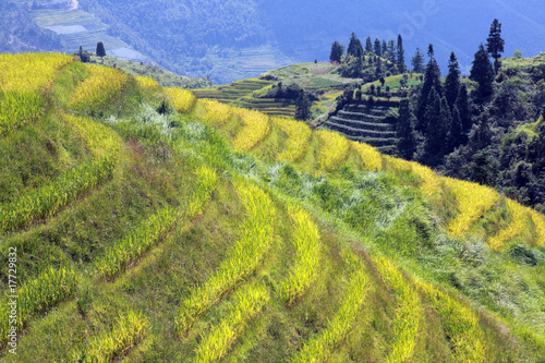 Longshen Rice Fields