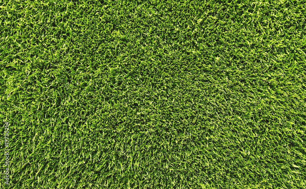 Obraz premium lawn grass