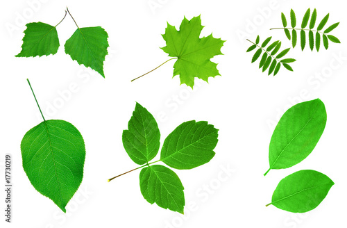 Many green leaves