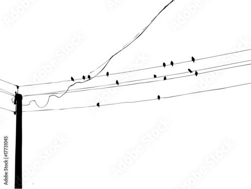 birds on wire