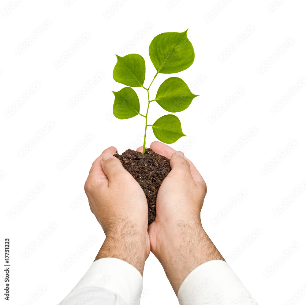 A sprout in hands as a symbol of nature protection A sprout in hands as a symbol of nature protection