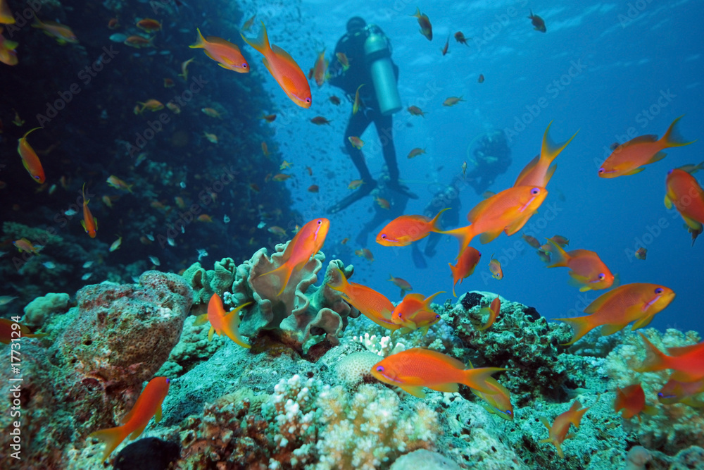 Diver on the coral reef in the red sea