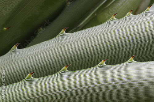Cuadro en lienzo Plant background