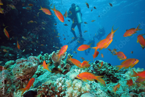 Diver on the coral reef in the red sea