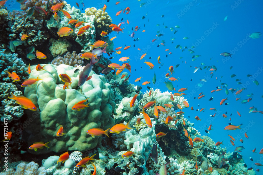 scalefin fish on the reef