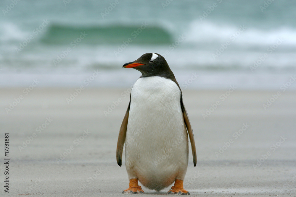 Naklejka premium Gentoo penguin (Pygoscelis papua)