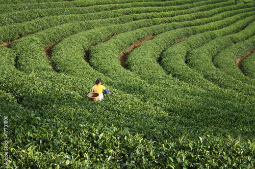 Принти на полотні Tea plantation in China